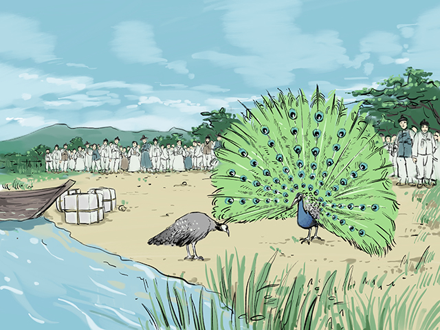 낙동강 가에 모여 공작새 한 쌍을 구경하는 사람들