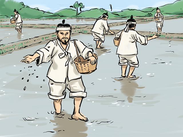 조선시대 벼농사의 직파법