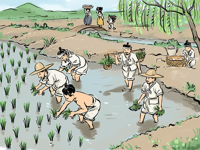 조선시대 벼농사 모내기하는 모습