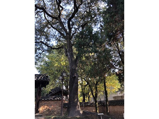 탄금암(彈琴岩)과 측백나무
